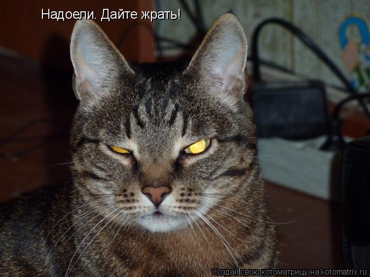 Котоматрица: Надоели. Дайте жрать!
