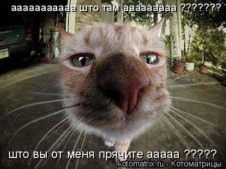Котоматрица: ааааааааааа што там ааааааааа ??????? што вы от меня прячите ааааа ?????