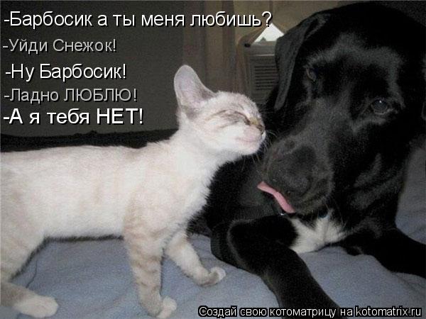 Котоматрица: -Барбосик а ты меня любишь? -Уйди Снежок! -Ну Барбосик! -Ладно ЛЮБЛЮ! -А я тебя НЕТ!