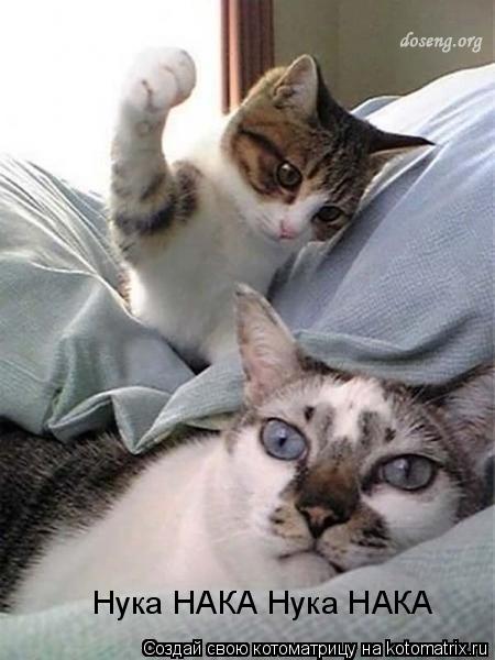 Котоматрица: Нука НАКА Нука НАКА