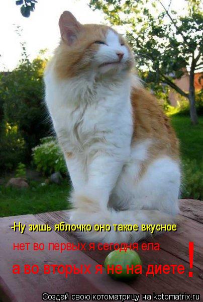 Котоматрица: -Ну зишь яблочко оно такое вкусное нет во первых я сегодня ела   а во вторых я не на диете !