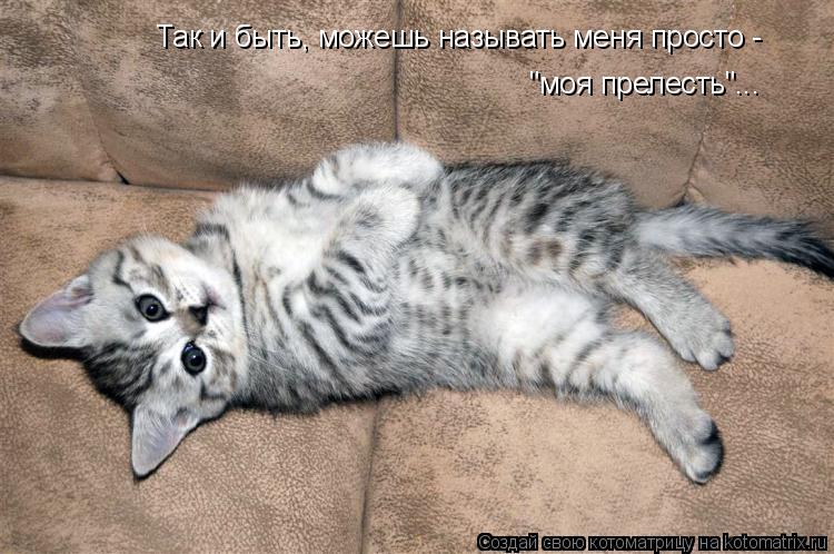 Так и быть, можешь называть меня просто - "моя прелесть"...... Котоматрица: Так и быть, можешь называть меня просто - "моя прелесть"...