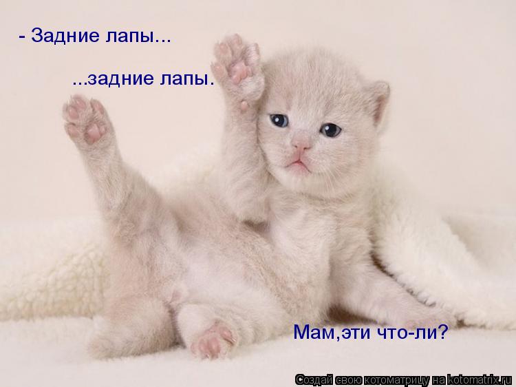 - Задние лапы... ...задние лапы. Мам,эти что-ли?... Котоматрица: - Задние лапы... ...задние лапы. Мам,эти что-ли?
