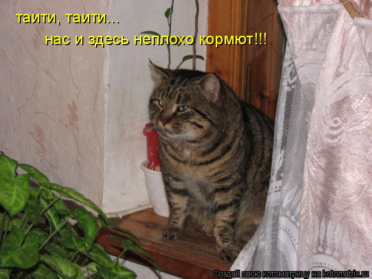 таити, таити... нас и здесь неплохо кормют!!!... Котоматрица: таити, таити... нас и здесь неплохо кормют!!!