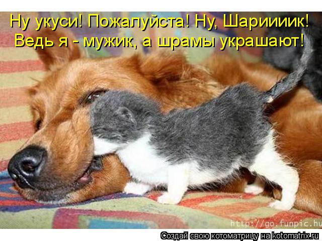Ну укуси! Пожалуйста! Ну, Шариииик! Ведь я - мужик, а шрамы украшают!... Котоматрица: Ну укуси! Пожалуйста! Ну, Шариииик! Ведь я - мужик, а шрамы украшают!