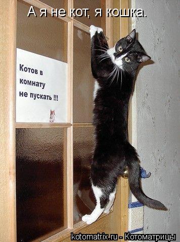 А я не кот, я кошка.... Котоматрица: А я не кот, я кошка.