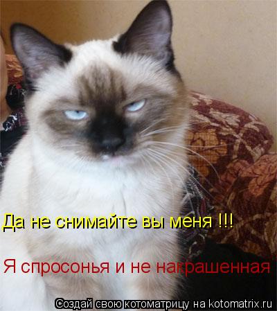 Да не снимайте вы меня !!! Я спросонья и не накрашенная... Котоматрица: Да не снимайте вы меня !!! Я спросонья и не накрашенная