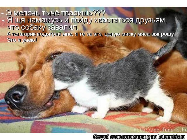 - Э мелочь тычё тваришь??? - Я щя намажусь и пойду хвастаться друзьям, что собаку завалил. Это я умею... Котоматрица: - Э мелочь тычё тваришь??? - Я щя намажусь и пойду хвастаться друзьям, что собаку завалил. Это я умею! А ты шарик подыграй мне, я те за это, целую