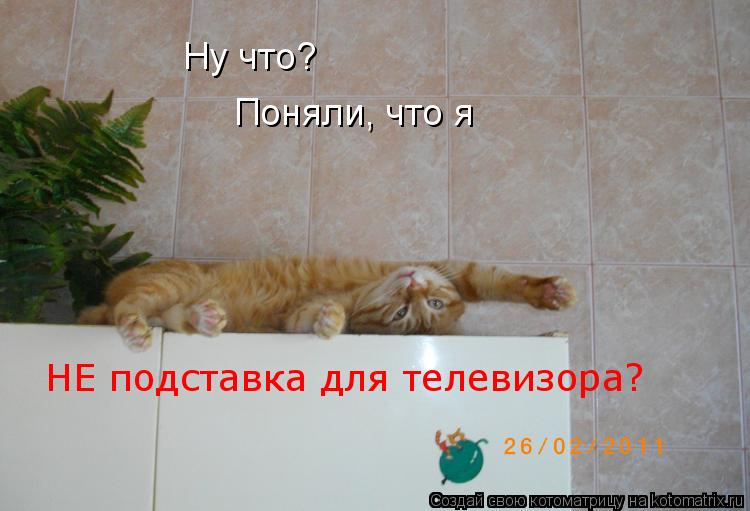 Ну что? Поняли, что я НЕ подставка для телевизора?... Котоматрица: Ну что? Поняли, что я НЕ подставка для телевизора?