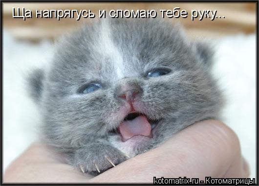 Ща напрягусь и сломаю тебе руку...... Котоматрица: Ща напрягусь и сломаю тебе руку...