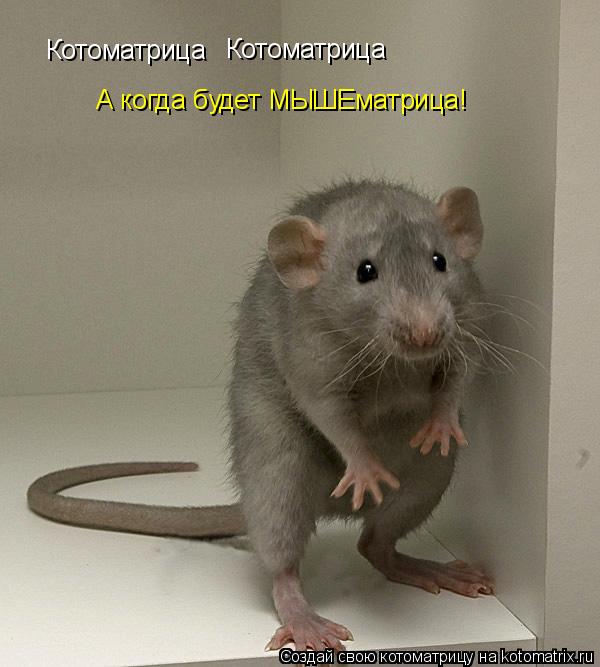 Котоматрица Котоматрица А когда будет МЫШЕматрица!... Котоматрица: Котоматрица Котоматрица А когда будет МЫШЕматрица!