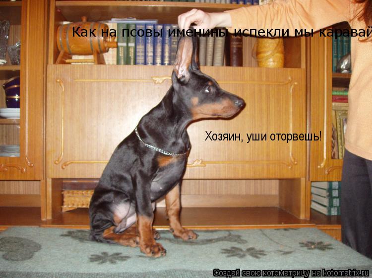 Как на псовы именины испекли мы каравай... Хозяин, уши оторвешь!... Котоматрица: Как на псовы именины испекли мы каравай... Хозяин, уши оторвешь!