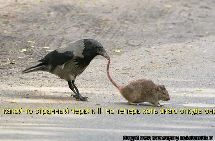 какой-то странный червяк !!! но теперь хоть знаю откуда они берутся!... Котоматрица: какой-то странный червяк !!! но теперь хоть знаю откуда они берутся!