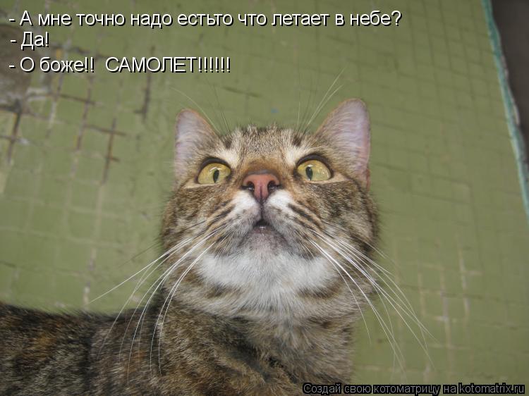 - А мне точно надо естьто что летает в небе? - Да! - О боже!! САМОЛЕТ!!!!!!... Котоматрица: - А мне точно надо естьто что летает в небе? - Да! - О боже!! САМОЛЕТ!!!!!!