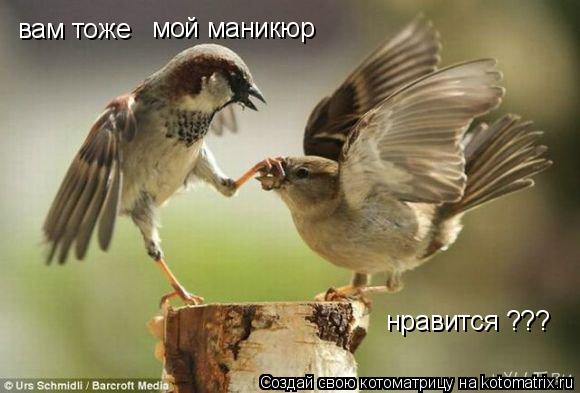 вам тоже мой маникюр нравится ???... Котоматрица: вам тоже мой маникюр нравится ???