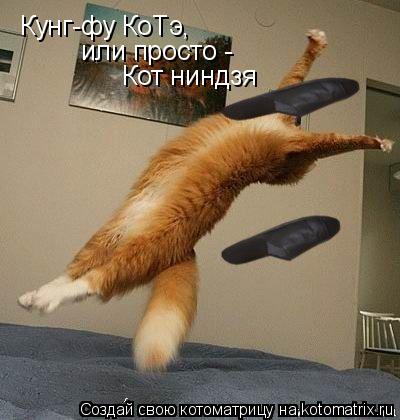 Кунг-фу КоТэ, или просто - Кот ниндзя... Котоматрица: Кунг-фу КоТэ, или просто - Кот ниндзя