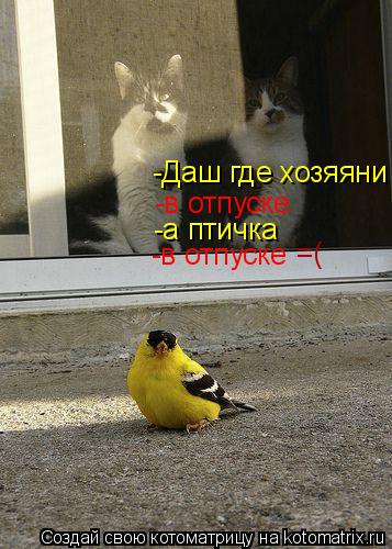 -Даш где хозяяни -в отпуске -а птичка -в отпуске =(... Котоматрица: -Даш где хозяяни -в отпуске -а птичка -в отпуске =(