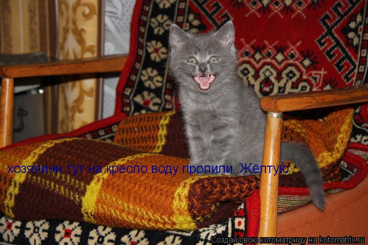 хозяяинн тут на кресло воду пролили..Жёлтую... Котоматрица: хозяяинн тут на кресло воду пролили..Жёлтую