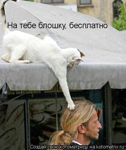 На тебе блошку, бесплатно... Котоматрица: На тебе блошку, бесплатно