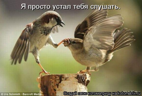 Я просто устал тебя слушать.... Котоматрица: Я просто устал тебя слушать.