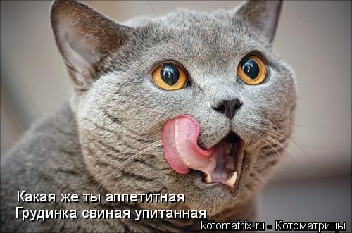 Какая же ты аппетитная Грудинка свиная упитанная... Котоматрица: Какая же ты аппетитная Грудинка свиная упитанная