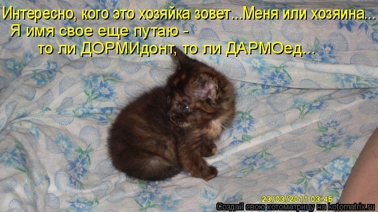 Я имя свое еще путаю - то ли ДОРМИдонт, то ли ДАРМОед... Интересно, кого это хозяйка зовет...Меня или... Котоматрица: Я имя свое еще путаю - то ли ДОРМИдонт, то ли ДАРМОед... Интересно, кого это хозяйка зовет...Меня или хозяина...