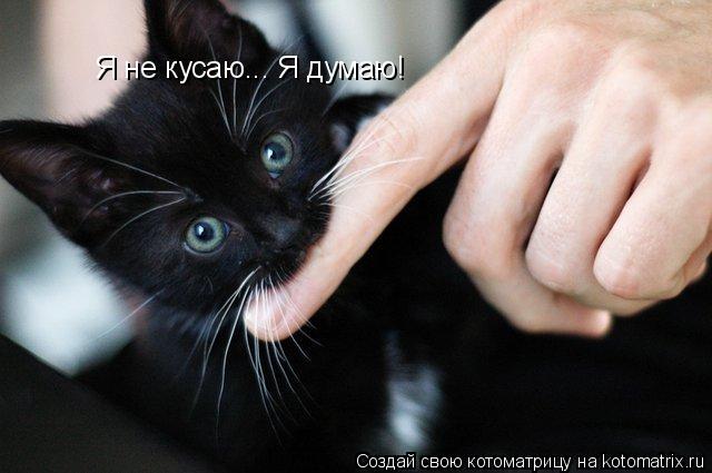 Я не кусаю... Я думаю!... Котоматрица: Я не кусаю... Я думаю!