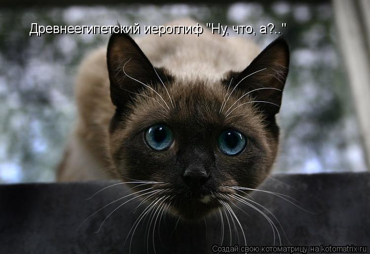 Древнеегипетский иероглиф "Ну, что, а?.."... Котоматрица: Древнеегипетский иероглиф "Ну, что, а?.."
