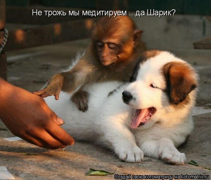 Не трожь мы медитируем ...да Шарик?... Котоматрица: Не трожь мы медитируем ...да Шарик?