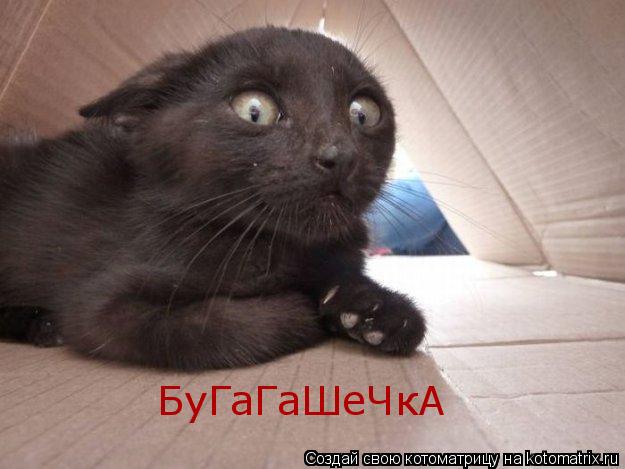 БуГаГаШеЧкА... Котоматрица: БуГаГаШеЧкА