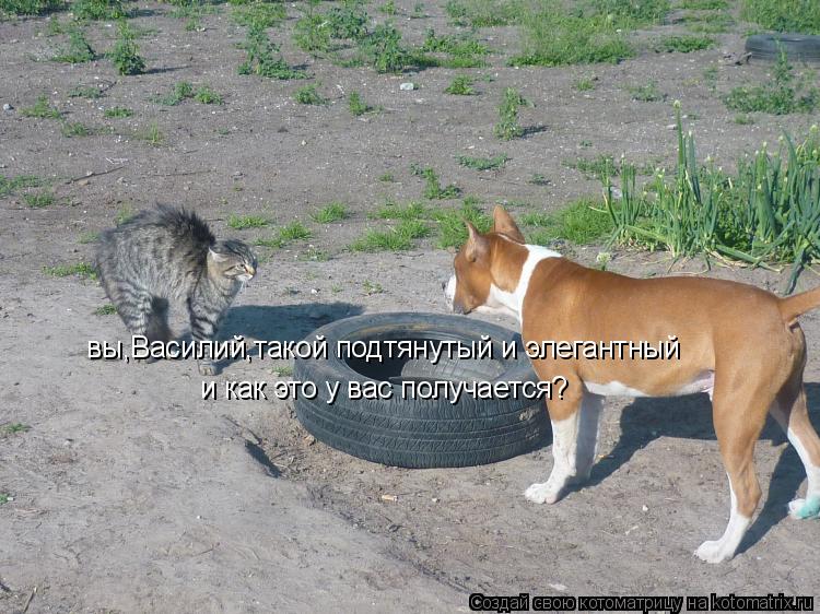 вы,Василий,такой подтянутый и элегантный и как это у вас получается?... Котоматрица: вы,Василий,такой подтянутый и элегантный и как это у вас получается?