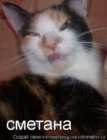 сметана... Котоматрица: сметана