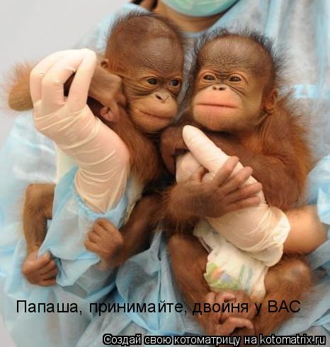 Папаша, принимайте, двойня у ВАС... Котоматрица: Папаша, принимайте, двойня у ВАС