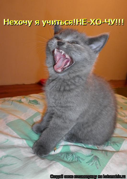 Нехочу я учиться!НЕ-ХО-ЧУ!!! Нехочу я учиться!НЕ-ХО-ЧУ!!!... Котоматрица: Нехочу я учиться!НЕ-ХО-ЧУ!!! Нехочу я учиться!НЕ-ХО-ЧУ!!!