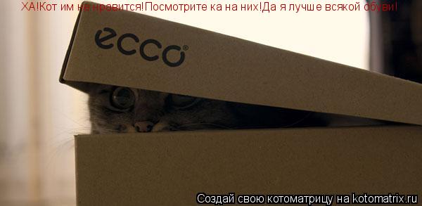 ХА!Кот им не нравится!Посмотрите ка на них!Да я лучше всякой обуви!... Котоматрица: ХА!Кот им не нравится!Посмотрите ка на них!Да я лучше всякой обуви!