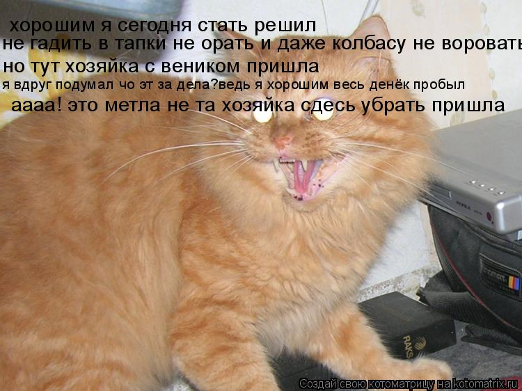 хорошим я сегодня стать решил не гадить в тапки не орать и даже колбасу не воровать но тут хозяйка с ... Котоматрица: хорошим я сегодня стать решил не гадить в тапки не орать и даже колбасу не воровать но тут хозяйка с веником пришла я вдруг подумал чо эт за