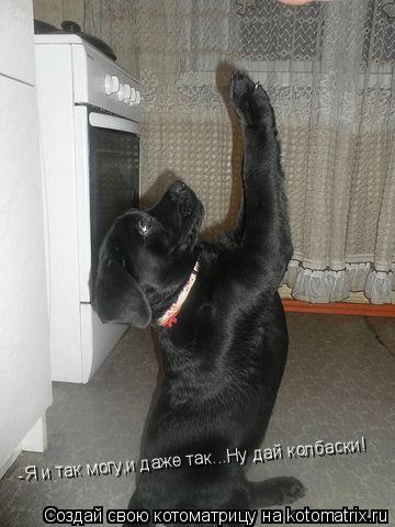 -Я и так могу,и даже так...Ну дай колбаски!... Котоматрица: -Я и так могу,и даже так...Ну дай колбаски!