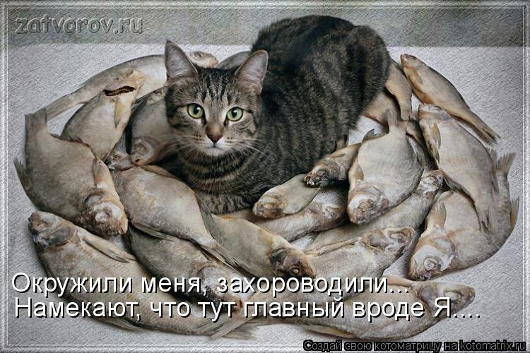 Окружили меня, захороводили... Намекают, что тут главный вроде Я....... Котоматрица: Окружили меня, захороводили... Намекают, что тут главный вроде Я....