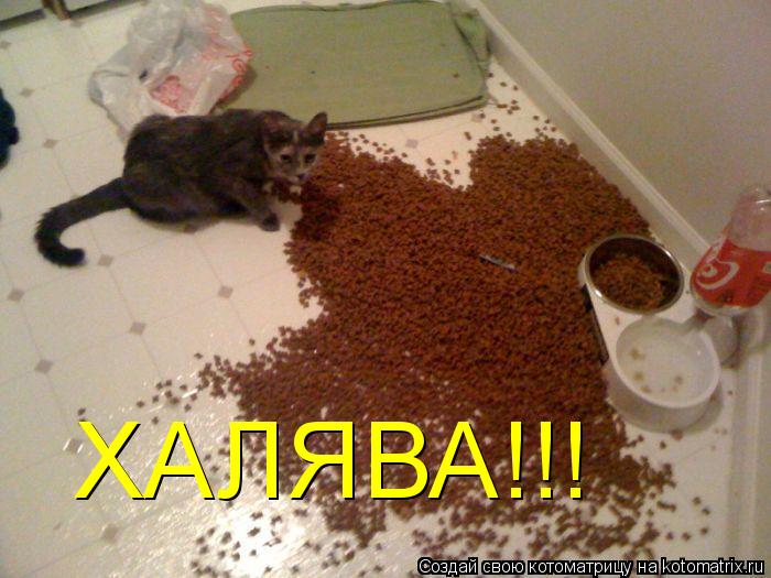 ХАЛЯВА!!!... Котоматрица: ХАЛЯВА!!!