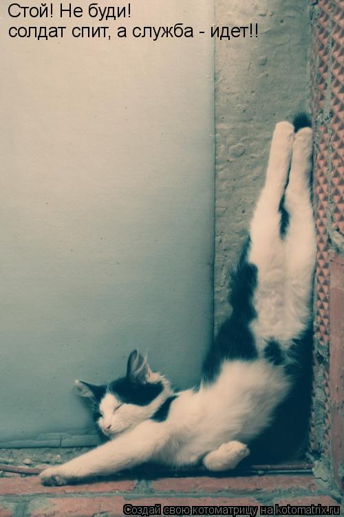 Стой! Не буди! солдат спит, а служба - идет!!... Котоматрица: Стой! Не буди! солдат спит, а служба - идет!!