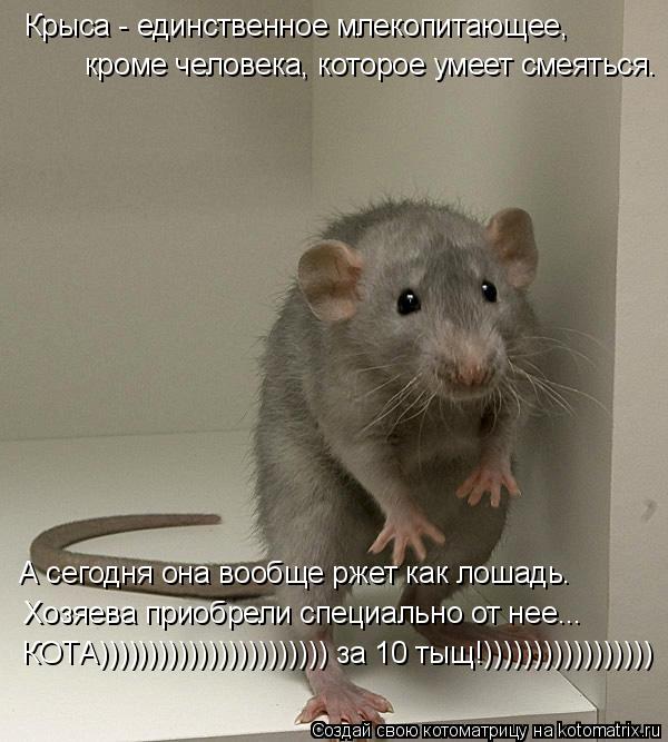 кроме человека, которое умеет смеяться. А сегодня она вообще ржет как лошадь. Крыса - единственное мл... Котоматрица: кроме человека, которое умеет смеяться. А сегодня она вообще ржет как лошадь. Крыса - единственное млекопитающее, Хозяева приобрели специал