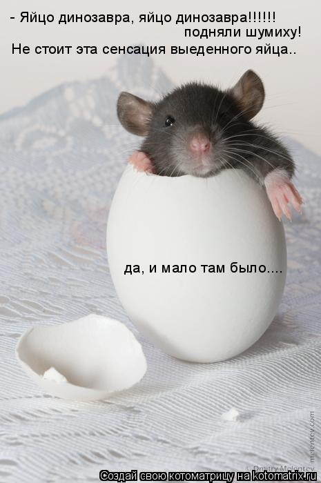Котоматрица: - Яйцо динозавра, яйцо динозавра!!!!!! Не стоит эта сенсация выеденного яйца.. подняли шумиху!  да, и мало там было....