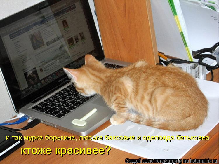 Котоматрица: и так мурка борькина, люська баксовна и оделоида батьковна  ктоже красивее?