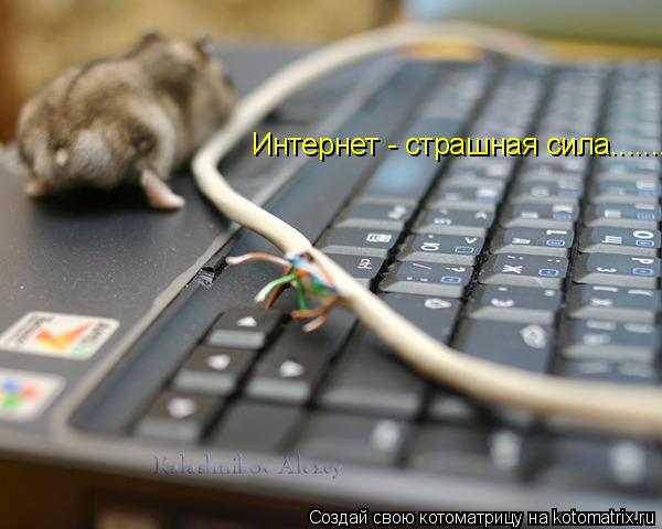 Котоматрица: Интернет - страшная сила.......