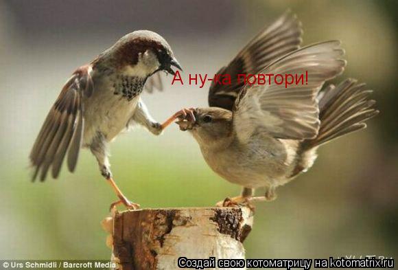 Котоматрица: А ну-ка повтори!
