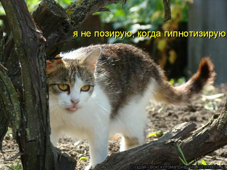 Котоматрица: я не позирую, когда гипнотизирую