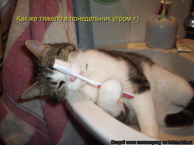 Котоматрица: Как же тяжело в понедельник утром =)