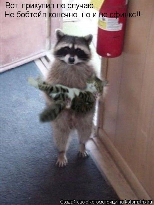 Котоматрица: Вот, прикупил по случаю... Не бобтейл конечно, но и не сфинкс!!!
