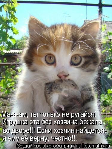 Ма-а-ам, ты только не ругайся! Игрушка эта без хозяина бежала во дворе!!! Если хозяин найдется- я ему... Котоматрица: Ма-а-ам, ты только не ругайся! Игрушка эта без хозяина бежала во дворе!!! Если хозяин найдется- я ему её верну, честно!!!