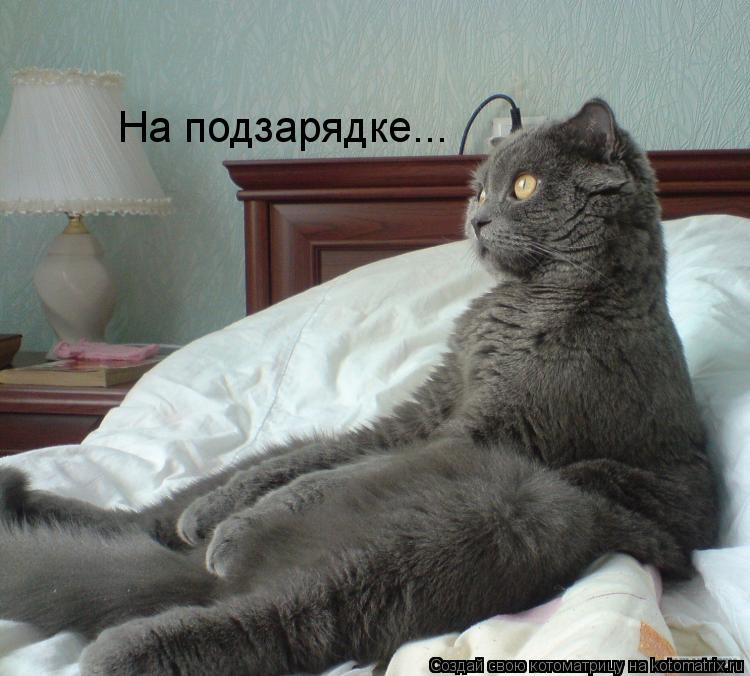 Котоматрица: На подзарядке...